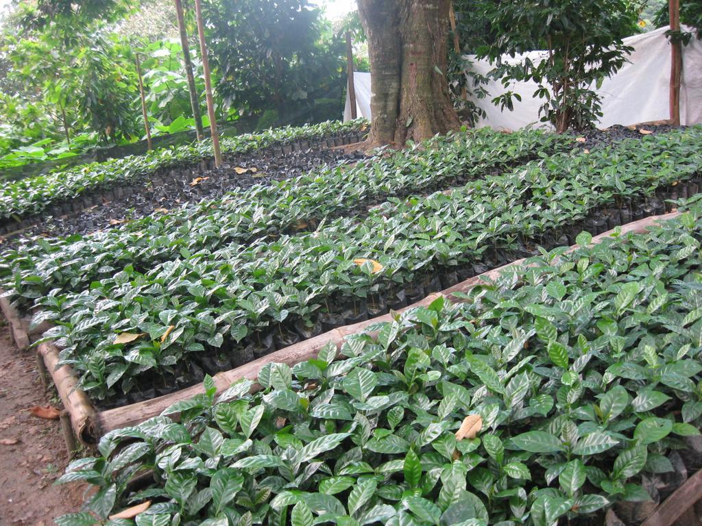 Finca San Rafael - Cafe Y Cacao Минка Екстериор снимка