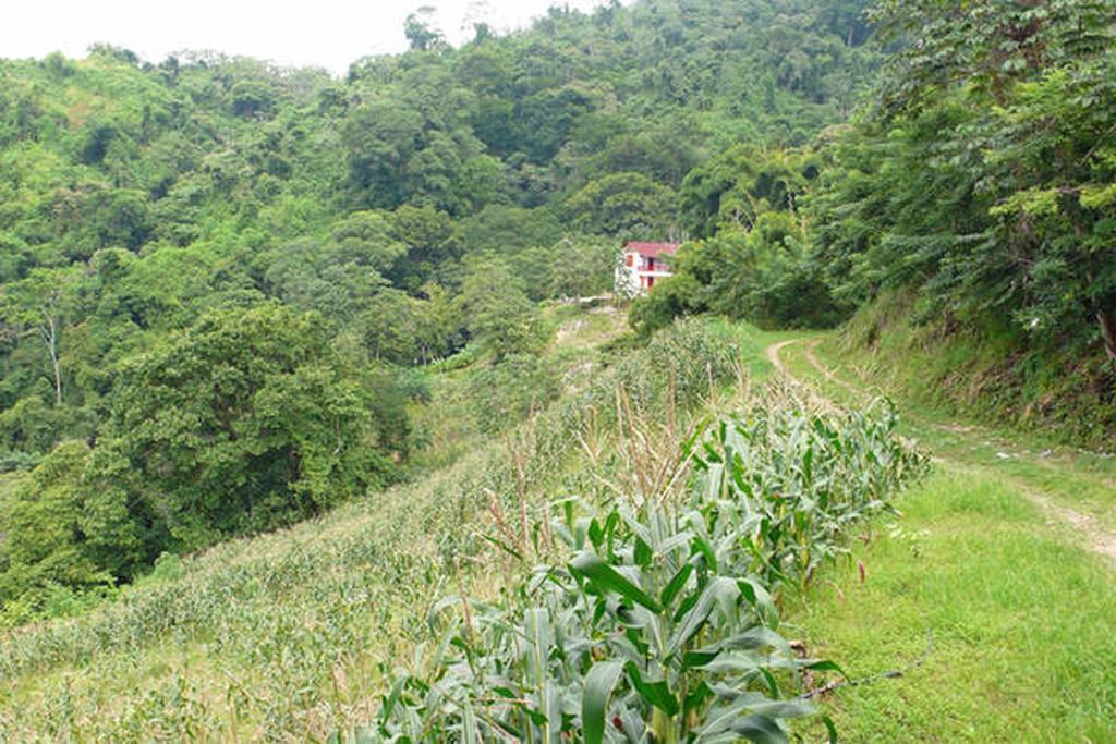Finca San Rafael - Cafe Y Cacao Минка Екстериор снимка